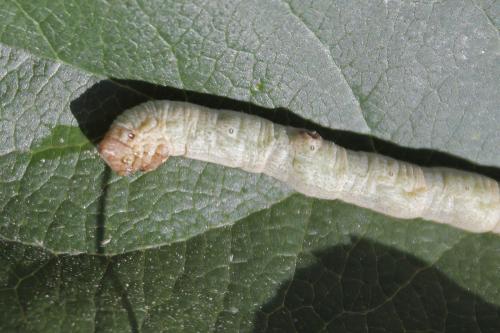 Réf. 263 176 : Hypomecis punctinalis